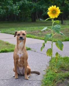 Dog and flower strike a pose